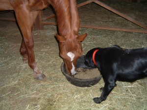 Catherine Ki.'s Thoroughbred Horse & Dog Love Natural Plan Stomach Soother