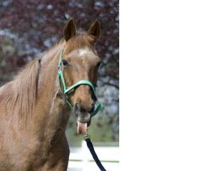 Natural Plan Stomach Soother has Older Horses Feeling Great